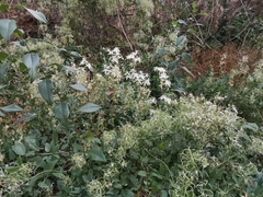 Angiospermae