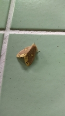 Euproctis quadrangularis