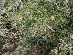 Angiospermae