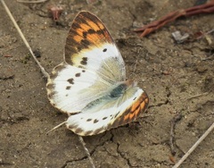Colotis annae