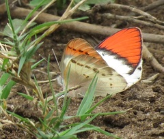 Colotis annae