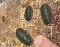 Ischnochiton australis