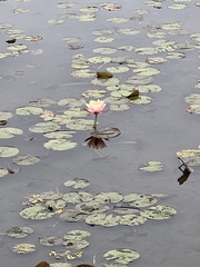 Nymphaea rubra