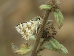 Spialia
