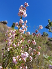 Erica verecunda