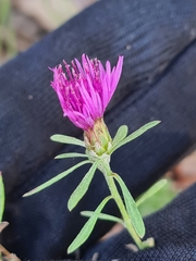 Centaurea stoebe