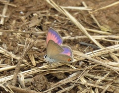 Eicochrysops messapus