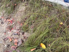 Russelia equisetiformis