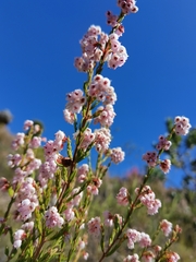 Erica verecunda