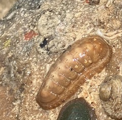 Ischnochiton cariosus