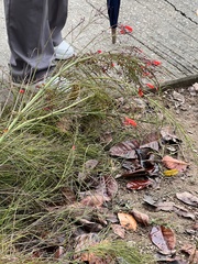 Russelia equisetiformis