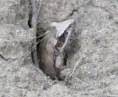 Ptychadena anchietae