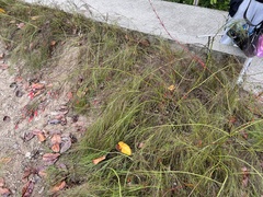 Russelia equisetiformis