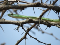 Philothamnus semivariegatus