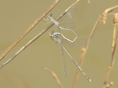 Lestes pallidus