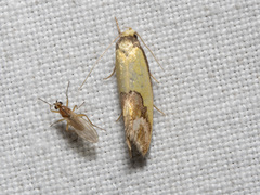 Chrysonoma catoptrina