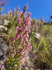 Erica melanthera