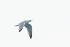 Larus argentatus