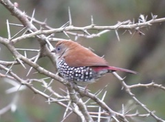 Hypargos margaritatus