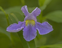 Mimulus ringens