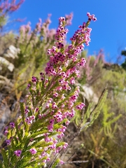 Erica melanthera