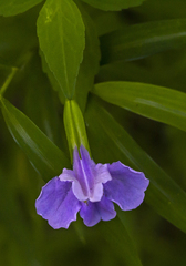 Mimulus ringens