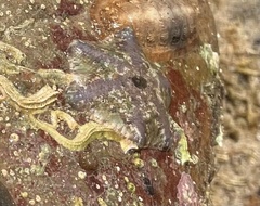 Meridiastra