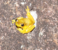 Dendropsophus elegans