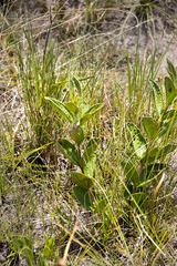 Eriosemopsis subanisophylla