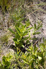 Eriosemopsis subanisophylla