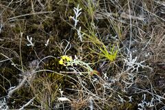 Eriospermum abyssinicum