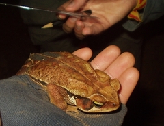 Rhinella ornata