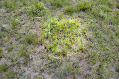 Eugenia albanensis