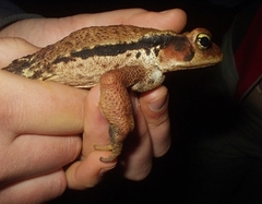 Rhinella ornata