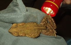 Rhinella ornata