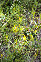 Eugenia albanensis