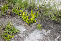 Eugenia albanensis