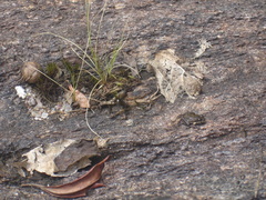 Thoropa miliaris
