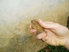 Rhinella ornata