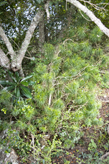 Euryops brevipapposus