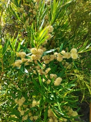 Metrosideros angustifolia