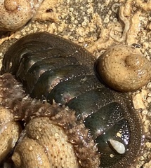 Ischnochiton australis