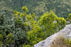 Faurea macnaughtonii