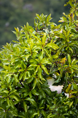 Faurea macnaughtonii