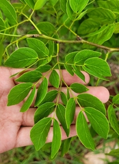 Mimosa caesalpiniifolia
