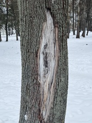 Hypocenomyce scalaris