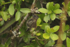 Picumnus nebulosus