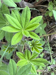 Lupinus latifolius