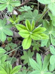 Lupinus latifolius