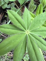 Lupinus latifolius